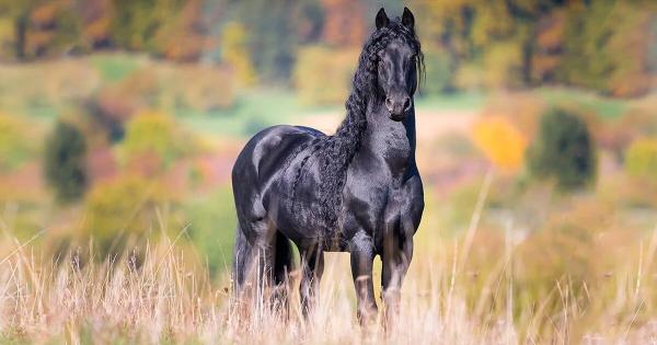 اسب,اسب سیاه