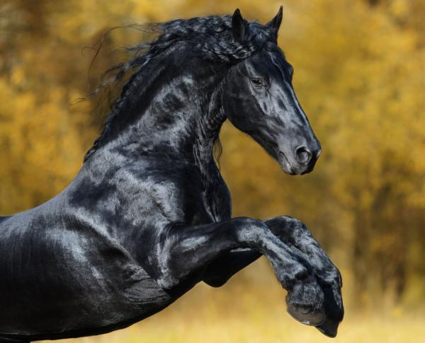 اسب,اسب سیاه