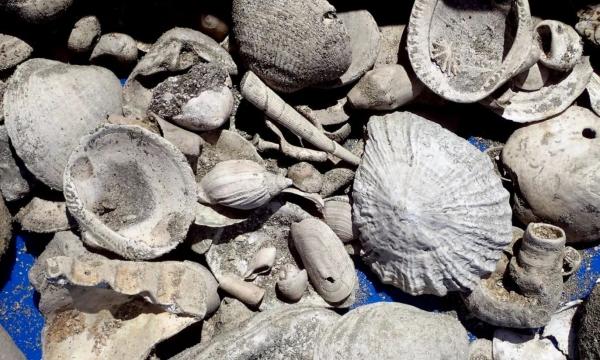 گنجینه,کشف گنجینۀ طبیعی سه میلیون ساله در حین حفاری فاضلاب