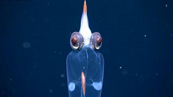 ماهی مرکب,کشف یک ماهی مرکب عجیب