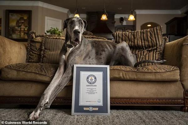 مرگ بلندقدترین سگ جهان بر اثر سرطان,بلندقدترین سگ جهان