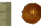 کشف یک سکۀ طلای افسانه‌ای در ایالت باواریای آلمان,سکه طلا در آلمان