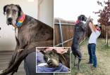 مرگ بلندقدترین سگ جهان بر اثر سرطان,بلندقدترین سگ جهان