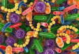 باکتری‌های روده,ارتباط بین باکتری های روده و تسریع روند پیر شدن