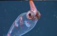 ماهی مرکب,کشف یک ماهی مرکب عجیب