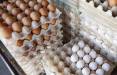 تخم مرغ,درخواست افزایش ۱۰ هزار تومانی قیمت تخم مرغ از دولت
