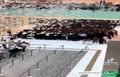 فیلم/ ازدحام باور نکردنی برای خرید آیفون ۱۵ در دبی مال