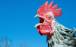 مرغ,ابداع هوش مصنوعی جدید با قابلیت ترجمه صدای مرغ‌ها