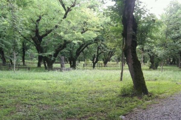 کج‌سلیقگی شهرداری در مدیریت پارک‌های جنگلی شهری,قطع درختان تهران