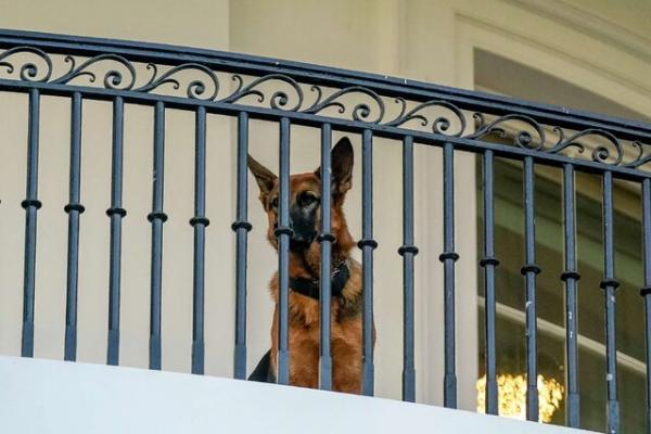علت اخراج سگ خانواده بایدن از کاخ سفید,سگ بایدن