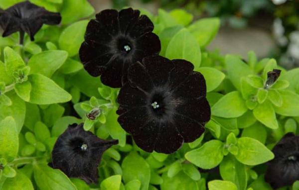 سیاه ترین گل جهان,گل پتونیا بلک ولوت