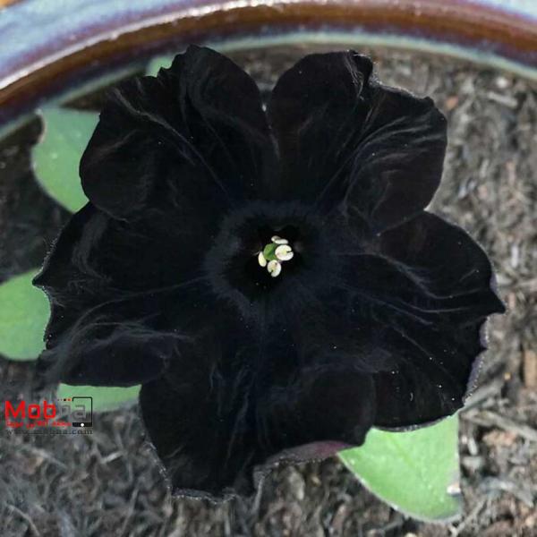 سیاه ترین گل جهان,گل پتونیا بلک ولوت