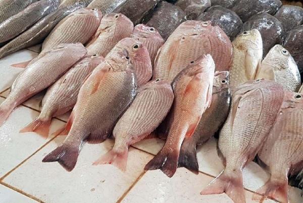 ماهی,قیمت انواع ماهی