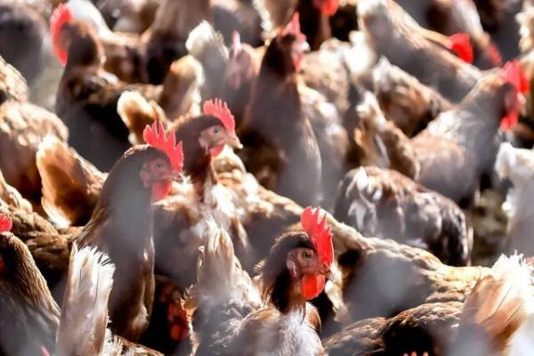 انرژی پاک,تولید انرژی پاک از پر مرغ