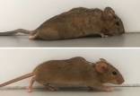 موش فلج,شناسایی یک روش ژن‌درمانی جدید برای درمان موش‌های فلج