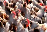 انرژی پاک,تولید انرژی پاک از پر مرغ