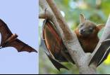 شیوع یک بیماری خطرناک از خفاش ها در هند,ویروس نیپا