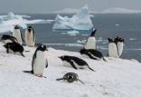 قطب جنوب,وحشت دانشمندان از تغییرات قطب جنوب