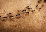 ساخت مورچه,ساخت ربات با الهام از سیستم ناوبری مورچه‌ها