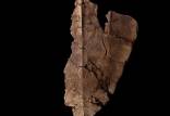کشف یکی از قدیمی‌ترین دی‌ان‌ای‌های جهان,ردپای دی‌ان‌ای در فسیل ماقبل تاریخ یک لاک پشت دریایی