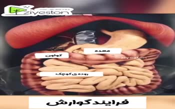فرایند گوارش و هضم غذا در بدن به این صورت است +فیلم