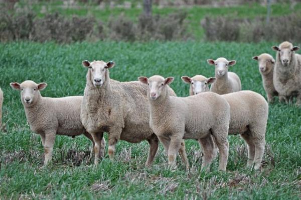گوسفند رایگان استرالیا,استرالیا