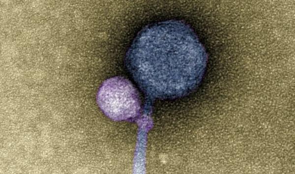 ویروس,کشف ویروسی با توانایی اتصال به ویروس های دیگر