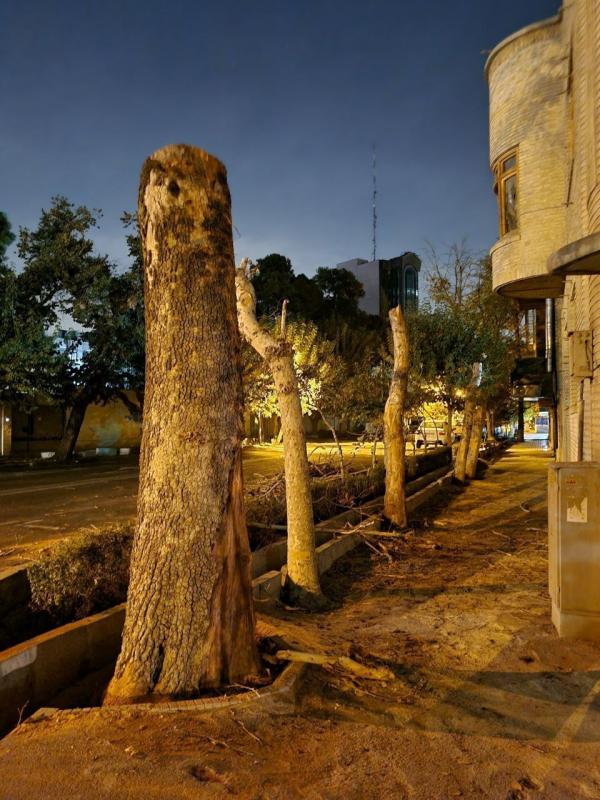 قطع درختان در تهران,قطع شبانه درختان یک خیابان قدیمی در تهران