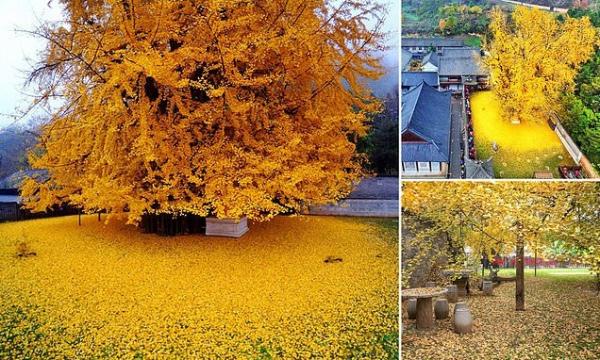 درختان کره جنوبی,زیباترین درخت جهان در کره جنوبی