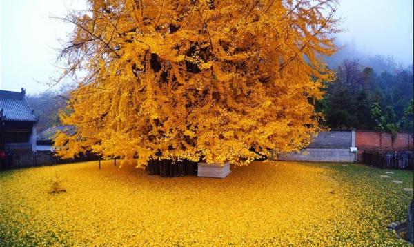 درختان کره جنوبی,زیباترین درخت جهان در کره جنوبی