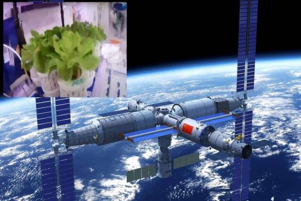 کاشت سبزیجات در فضا,  فضانوردان چینی