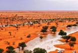 بیابان‌های عربستان در حال تبدیل شدن به جنگل,وضعیت جنگل ها در ایران و عربستان