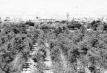 مرگ درختان در تهران,خشک‌شدن 12 هزار درخت بوستان‌های جنگلی پایتخت