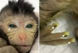 تولد میمونی عجیب با چشمان سبز در چین,میمون با چشمان سبز در چین