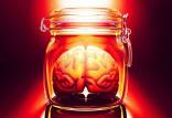 مغز,کشف شیوه ای برای زنده و فعال نگه داشتن مغز بدون ارتباط با بدن