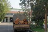 قطع درختان در تهران,قطع شدن درختان تهران