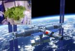 فضانوردان چینی,کشت کاهو گوجه گیلاسی و پیازچه در ایستگاه فضایی چین