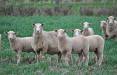 گوسفند رایگان استرالیا,استرالیا