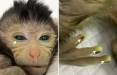 تولد میمونی عجیب با چشمان سبز در چین,میمون با چشمان سبز در چین