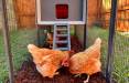 قفس هوشمند,ابداع قفس هوشمندی با توانایی ترجمه صدای مرغ و جوجه‌ها