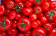 افزایش قیمت گوجه فرنگی,دلیل گرانی قیمت گوجه فرنگی