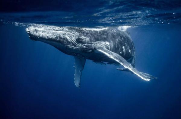 نهنگ,مکالمه دانشمندان با نهنگ‌ها