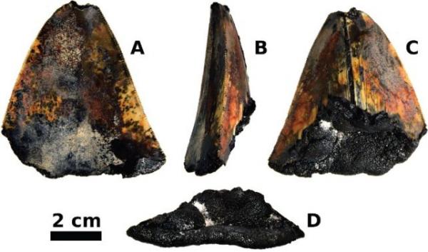 کوسه,کشف دندان ۳.۵ میلیون ساله یک کوسه در کف اقیانوس