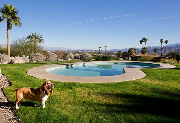 خوشبخت‌ترین سگ‌های دنیا,زندگی سگ‌ها در شهر پالم‌اسپرینگز کالیفرنیا