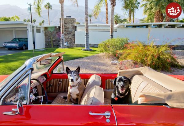 خوشبخت‌ترین سگ‌های دنیا,زندگی سگ‌ها در شهر پالم‌اسپرینگز کالیفرنیا