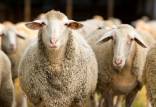 گوسفند زنده,قیمت گوسفند زنده