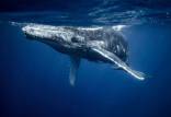 نهنگ,مکالمه دانشمندان با نهنگ‌ها