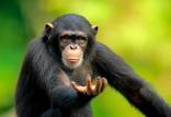 شامپانزه‌,حافظه شامپانزه‌