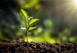 گیاهان,جذب بیش از انتظار دی اکسید کربن توسط گیاهان
