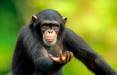 شامپانزه‌,حافظه شامپانزه‌